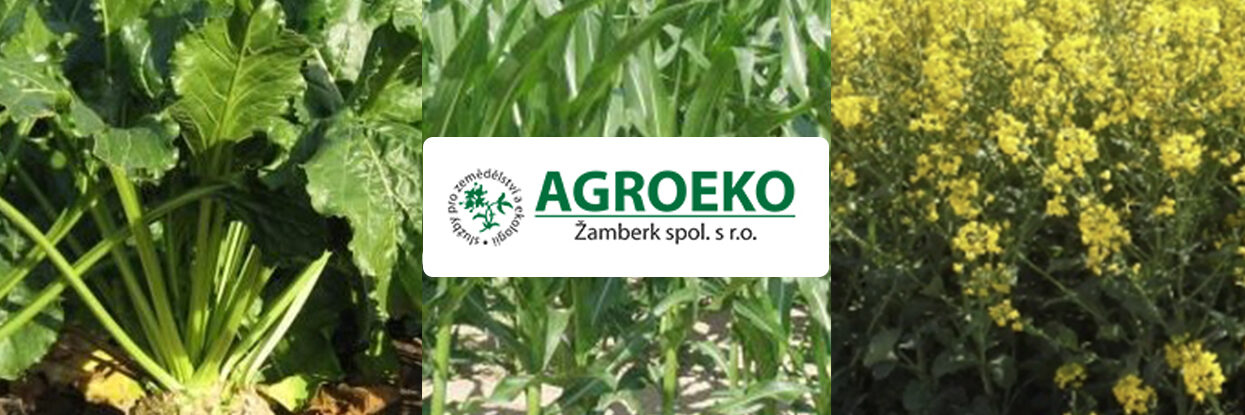 repka kukurica cukrova repa azoter