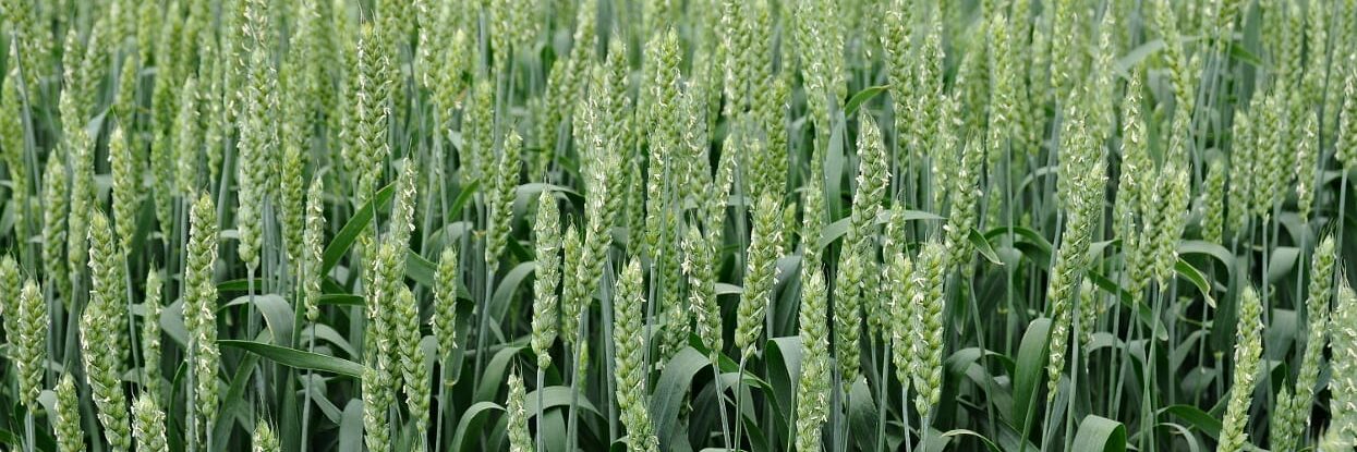 pŠenica ozimná azoter